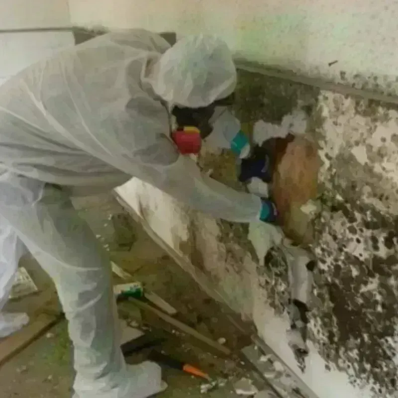 Mold Remediation and Removal in Bristol, NH